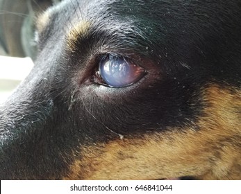 Cataract Eyes Of Dog