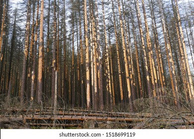 Catastrophic forest dying in Germany. Dead spruce, the tree barks were partially destroyed due to the immense infestation of bark beetles.
Reasons: climate change, drought - Harz mountains, Germany.