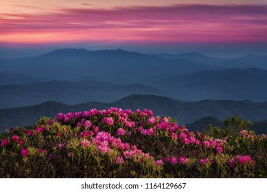 Catawba Rhododendron And Appalachian Mountains At Dusk