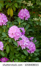 Catawba Rhododendron Cultivar (Rhododendron Catawbiense)