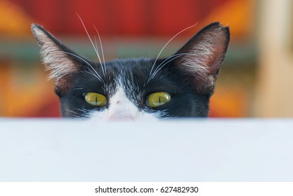 cat,Black cat looking at something