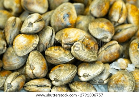 Catch of clams. Catch with shellfish. Raw catch texture. Fresh catch closeup.