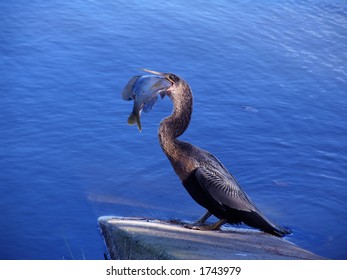 catch of the day