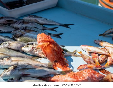 4,053 France Fish Market Images, Stock Photos & Vectors | Shutterstock