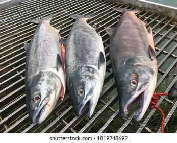 Catch Of The Day, Kenai River (Salmon)