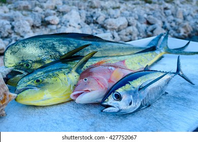 Catch Of The Day, Mahi Mahi, Tuna, Hog Fish