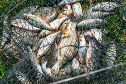 Fish on Net Basket, Concept of Country Recreation Stock Image