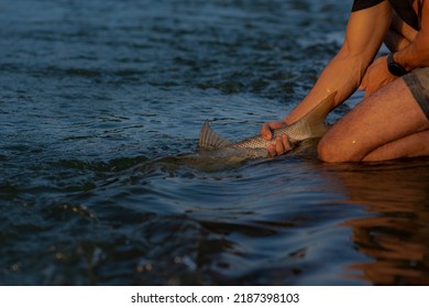 Catch And Release Fishing On River