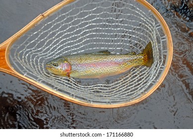 Catch And Release: Fresh Caught Rainbow Trout 
