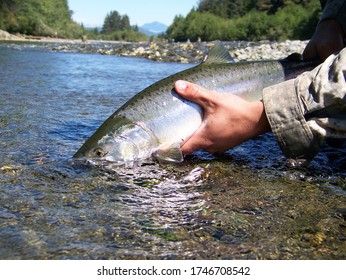 Catch And Release Pink Salmon