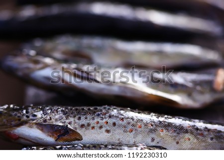 catch river trout / cleared river trout, caught on the shore