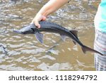 Catch the sturgeon, a very large primitive fish with bony plates on the body, and is of commercial importance for its caviar and flesh