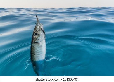 catched fish on a hook