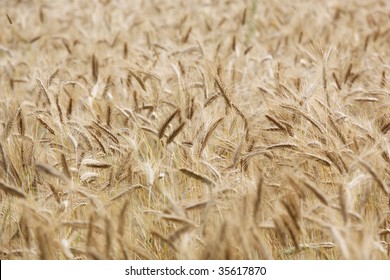 catcher in the rye background texture