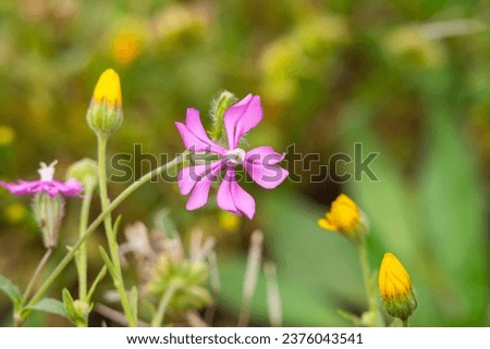 catchflies. Flower group of Sweet William Catchfly ( Silene armeria ) that blooms a lot of magenta pink flowers.Vivid Red campion or Red catchfly flowers in spring season. weed silene Eurasia