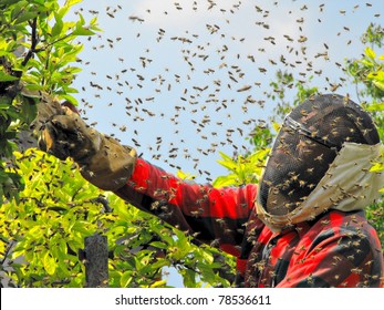 Catching The Bee Swarm/ Beekeeping