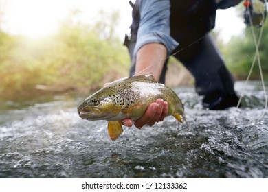 Catching A Brown Trout In The River