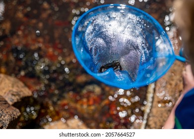 Catching A Crab In A Tide Pool At Acadia National Park, Maine, USA