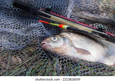 Catching Fish - Big Freshwater Common Bream Known As Bronze Bream Or Carp Bream (Abramis Brama) With Float Rod On Black Fishing Net.
