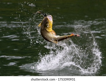 Catching Large Mouth Bass Fishing