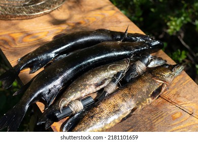 Catching Pike With Traps, Using Tackle For Catching Fish. Summer Fishing And Big Fish Catch.