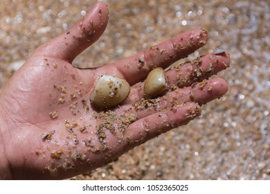 Catching some shells by hand on a beach.