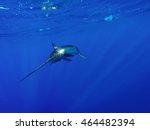 Catching a Swordfish