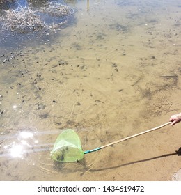 Catching Tadpoles Living In Lake Water