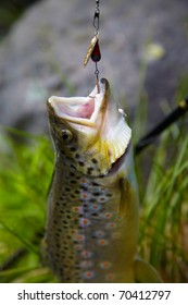 Catching Trout With Fishing Lure