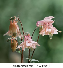 Catchment, or Eagles, or Aquilegia, a genus of herbaceous perennial plants of the Ranunculaceae family. Members of the genus are native to the Northern Hemisphere.