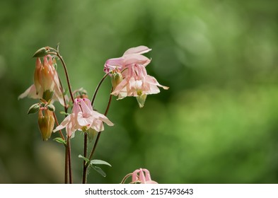 Catchment, or Eagles, or Aquilegia, a genus of herbaceous perennial plants of the Ranunculaceae family. Members of the genus are native to the Northern Hemisphere.