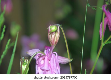 The catchment is ordinary or aquilegia. A pink flower with several bizarre petals on a thin green-red stem with villi. The inflorescence is tilted downward and resembles a bell.