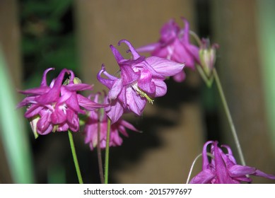 The catchment is ordinary or aquilegia. Several pink flowers with a few bizarre petals on a thin green-red stem with villi. The inflorescence is tilted downward and resembles a bell.