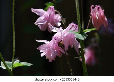 The catchment is ordinary or Aquilegia ordinary. Aquilegia Vulgaris. Light pink flowers of a bizarre shape, resembling bells on thin long stems with small green leaves.