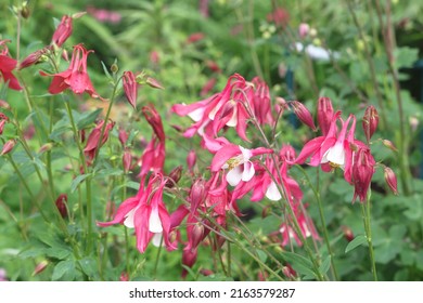 The catchment is ordinary or Aquilegia ordinary. Aquilegia Vulgaris. Light pink flowers of a bizarre shape, resembling bells on thin long stems with small green leaves