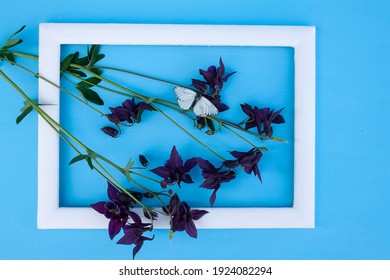 catchment, peony, garden flower, white frame, blue background, garden pink catchment flower on blue background with butterfly