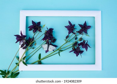 catchment, peony, garden flower, white frame, blue background, garden pink catchment flower on blue background with butterfly