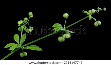 Catchweed bedstraw (Galium aparine) stem showing whorled leaves and round, prickly fruits. Mature fruits cling to skin, clothing, and fur with tiny hooks, thus dispersing the plant's seeds.