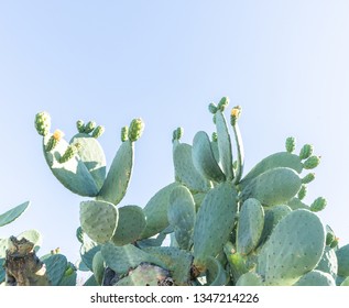 Catcus In Mid Day Sun Against A Blue Sky