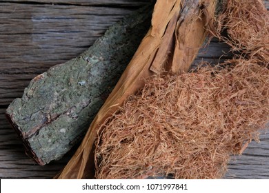 阿仙薬