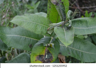 Catepillar climbing among the leaves