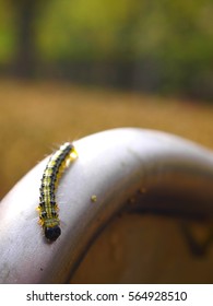 caterpillar