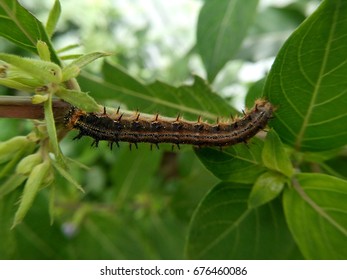Caterpillar