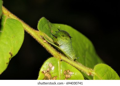 caterpillar