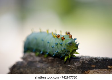 The Caterpillar