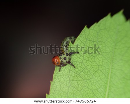 Similar – Begegnung Natur Frühling