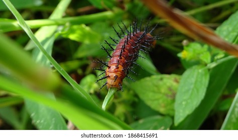 Caterpillar Spikes Images Stock Photos Vectors Shutterstock