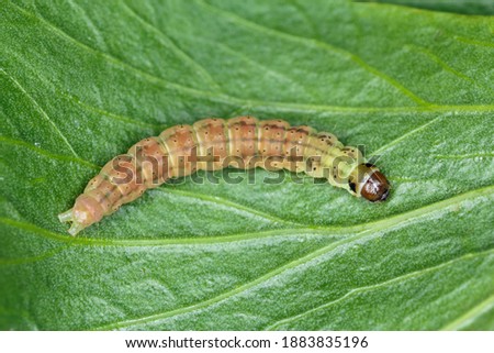 Caterpillar of Agonopterix (family Oecophoridae, Elachistidae). Lovage is damaged by a caterpillar of this type. Stock photo © 