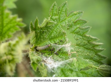 Caterpillar Of Anthophila Fabriciana, Aka The Nettle Tap Moth. UK.