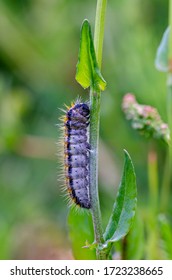 A Caterpillar Of Aporia Crataegi